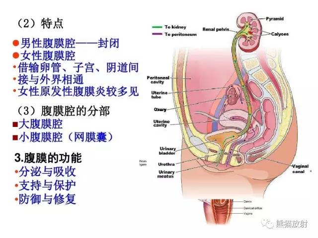 【解剖】腹膜及腹膜腔(经典讲解汇总) 【解剖】腹膜及腹膜腔(经典讲解汇总)