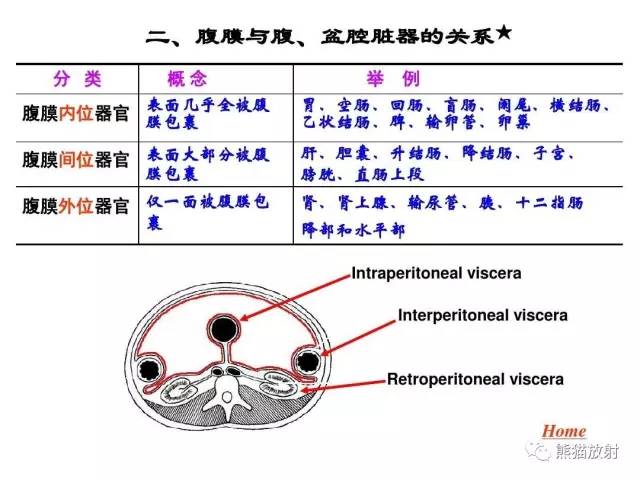 【解剖】腹膜及腹膜腔(经典讲解汇总) 【解剖】腹膜及腹膜腔(经典讲解汇总)