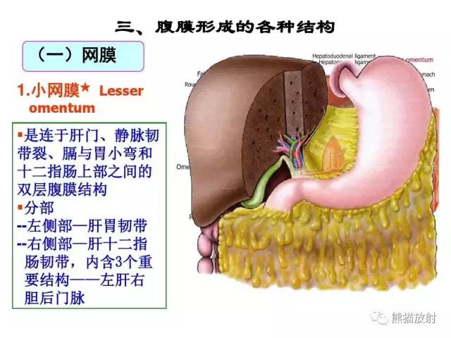【解剖】腹膜及腹膜腔(经典讲解汇总) 【解剖】腹膜及腹膜腔(经典讲解汇总)