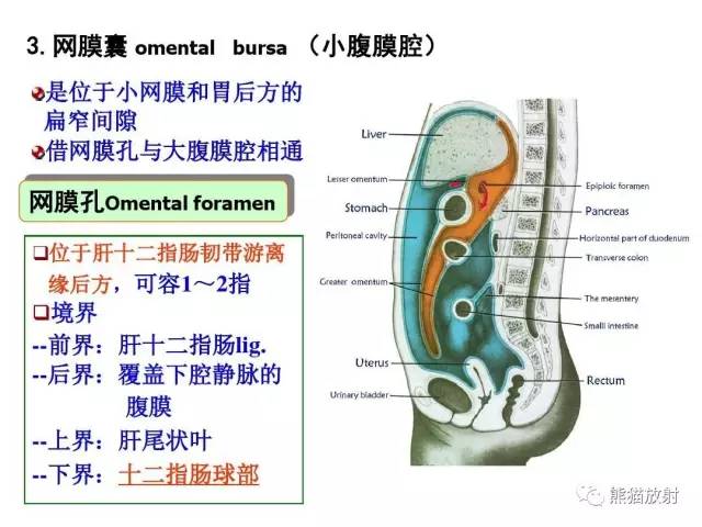 【解剖】腹膜及腹膜腔(经典讲解汇总) 【解剖】腹膜及腹膜腔(经典讲解汇总)