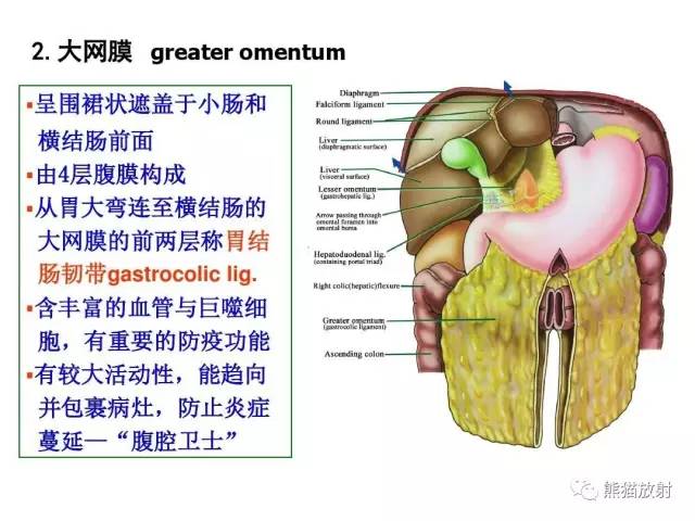【解剖】腹膜及腹膜腔(经典讲解汇总) 【解剖】腹膜及腹膜腔(经典讲解汇总)