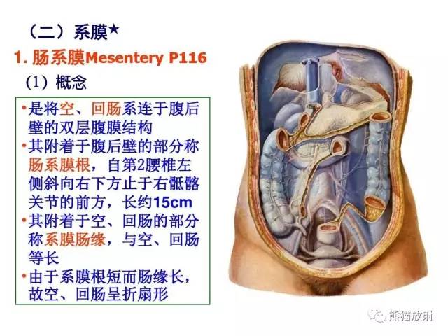 【解剖】腹膜及腹膜腔(经典讲解汇总) 【解剖】腹膜及腹膜腔(经典讲解汇总)