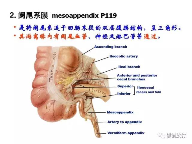 【解剖】腹膜及腹膜腔(经典讲解汇总) 【解剖】腹膜及腹膜腔(经典讲解汇总)