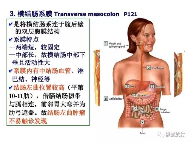 【解剖】腹膜及腹膜腔(经典讲解汇总) 【解剖】腹膜及腹膜腔(经典讲解汇总)