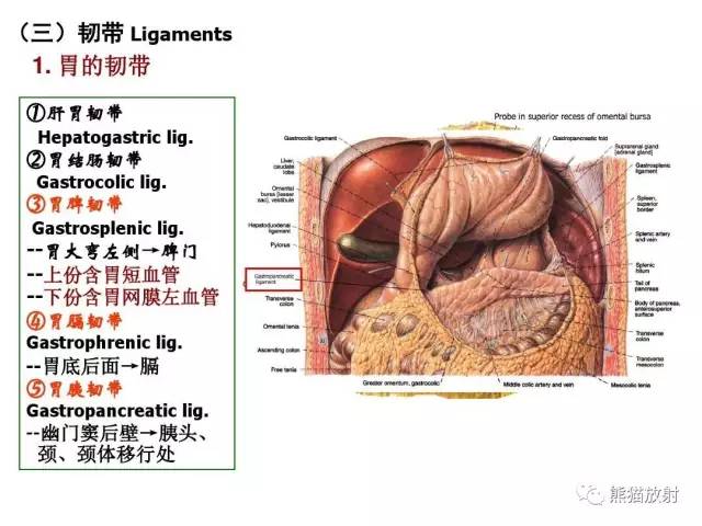 【解剖】腹膜及腹膜腔(经典讲解汇总) 【解剖】腹膜及腹膜腔(经典讲解汇总)