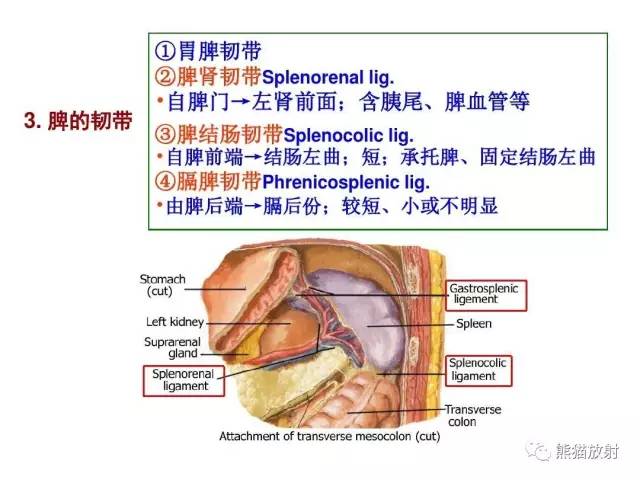 【解剖】腹膜及腹膜腔(经典讲解汇总) 【解剖】腹膜及腹膜腔(经典讲解汇总)