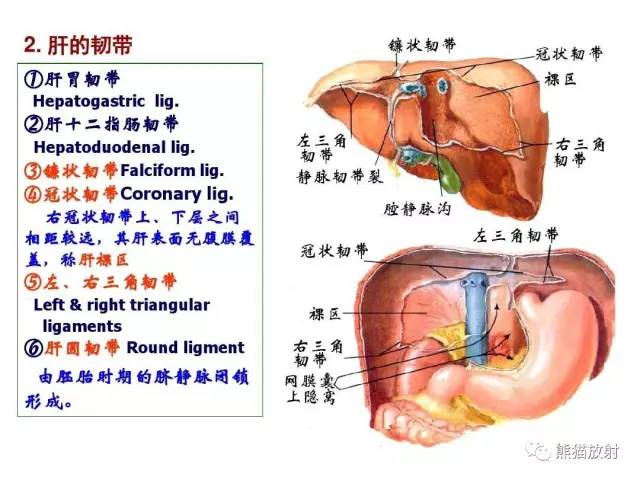 【解剖】腹膜及腹膜腔(经典讲解汇总) 【解剖】腹膜及腹膜腔(经典讲解汇总)