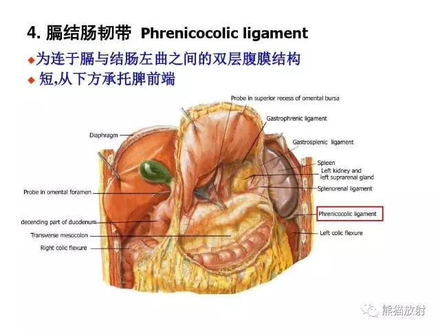 【解剖】腹膜及腹膜腔(经典讲解汇总) 【解剖】腹膜及腹膜腔(经典讲解汇总)