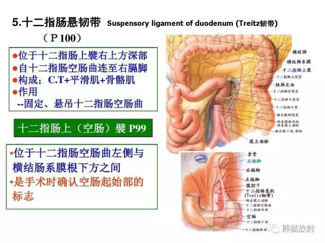 【解剖】腹膜及腹膜腔(经典讲解汇总) 【解剖】腹膜及腹膜腔(经典讲解汇总)