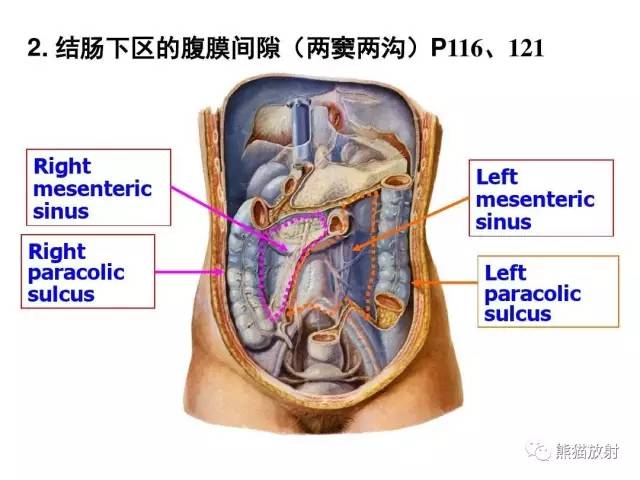 【解剖】腹膜及腹膜腔(经典讲解汇总) 【解剖】腹膜及腹膜腔(经典讲解汇总)