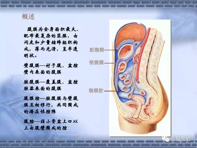 【解剖】腹膜及腹膜腔(经典讲解汇总) 【解剖】腹膜及腹膜腔(经典讲解汇总)