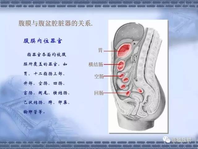 【解剖】腹膜及腹膜腔(经典讲解汇总) 【解剖】腹膜及腹膜腔(经典讲解汇总)