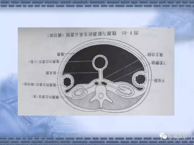 【解剖】腹膜及腹膜腔(经典讲解汇总) 【解剖】腹膜及腹膜腔(经典讲解汇总)
