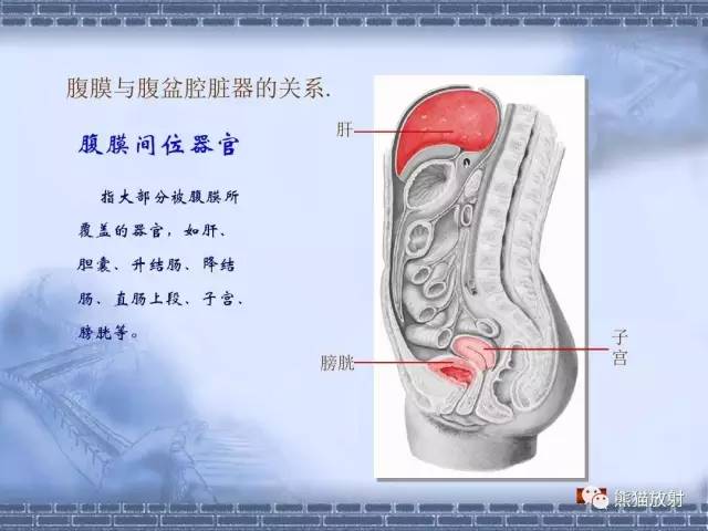 【解剖】腹膜及腹膜腔(经典讲解汇总) 【解剖】腹膜及腹膜腔(经典讲解汇总)