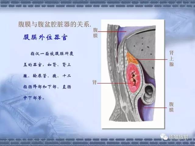 【解剖】腹膜及腹膜腔(经典讲解汇总) 【解剖】腹膜及腹膜腔(经典讲解汇总)