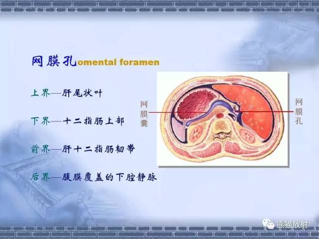 【解剖】腹膜及腹膜腔(经典讲解汇总) 【解剖】腹膜及腹膜腔(经典讲解汇总)