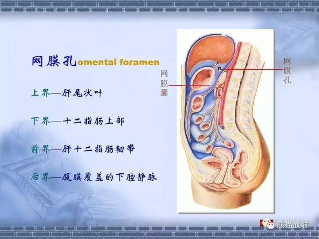 【解剖】腹膜及腹膜腔(经典讲解汇总) 【解剖】腹膜及腹膜腔(经典讲解汇总)