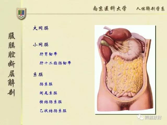 【解剖】腹膜及腹膜腔(经典讲解汇总) 【解剖】腹膜及腹膜腔(经典讲解汇总)