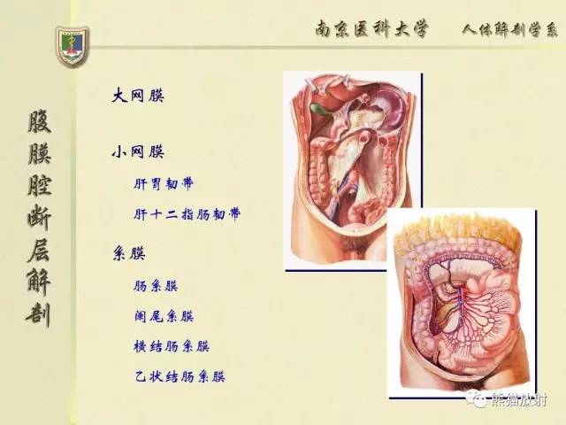 【解剖】腹膜及腹膜腔(经典讲解汇总) 【解剖】腹膜及腹膜腔(经典讲解汇总)