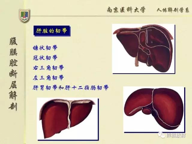 【解剖】腹膜及腹膜腔(经典讲解汇总) 【解剖】腹膜及腹膜腔(经典讲解汇总)