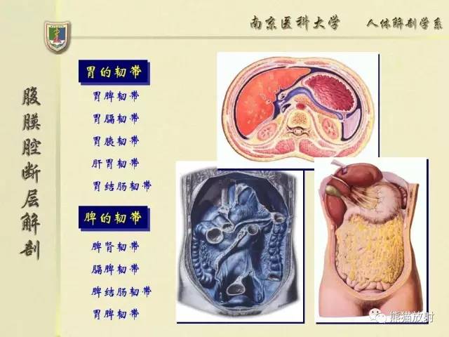 【解剖】腹膜及腹膜腔(经典讲解汇总) 【解剖】腹膜及腹膜腔(经典讲解汇总)