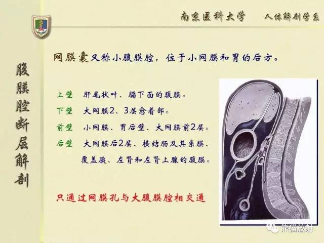 【解剖】腹膜及腹膜腔(经典讲解汇总) 【解剖】腹膜及腹膜腔(经典讲解汇总)