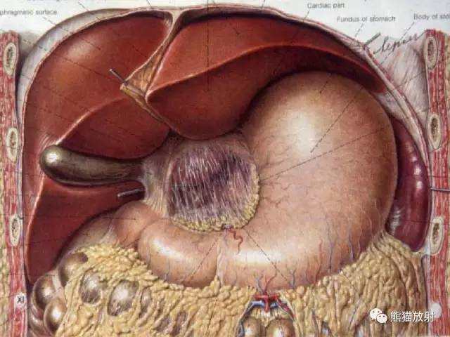 【解剖】腹膜及腹膜腔(经典讲解汇总) 【解剖】腹膜及腹膜腔(经典讲解汇总)