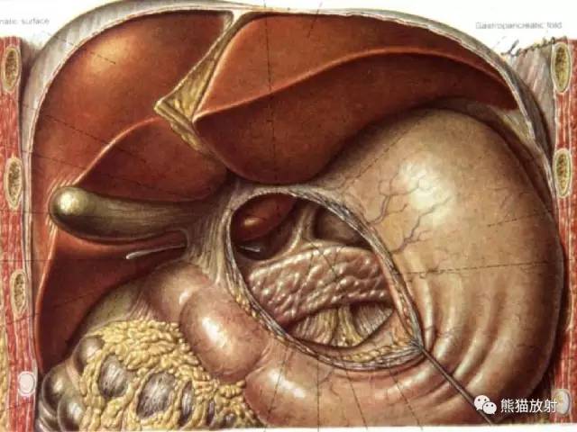 【解剖】腹膜及腹膜腔(经典讲解汇总) 【解剖】腹膜及腹膜腔(经典讲解汇总)