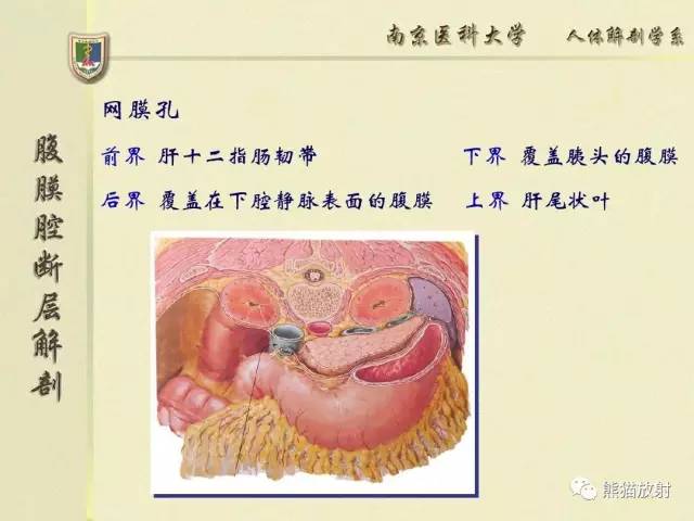 【解剖】腹膜及腹膜腔(经典讲解汇总) 【解剖】腹膜及腹膜腔(经典讲解汇总)