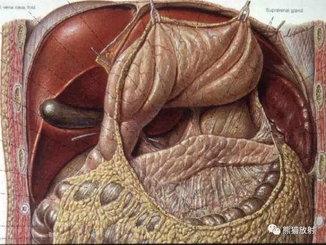 【解剖】腹膜及腹膜腔(经典讲解汇总) 【解剖】腹膜及腹膜腔(经典讲解汇总)