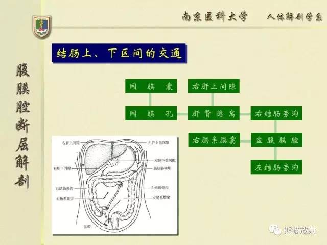 【解剖】腹膜及腹膜腔(经典讲解汇总) 【解剖】腹膜及腹膜腔(经典讲解汇总)