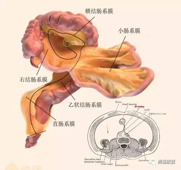 【解剖】腹膜及腹膜腔(经典讲解汇总) 【解剖】腹膜及腹膜腔(经典讲解汇总)