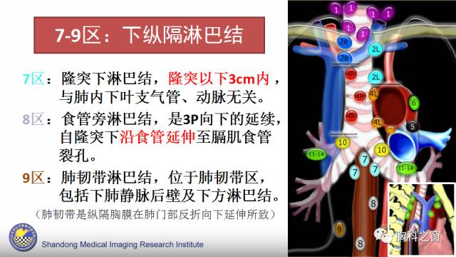 【PPT】胸内(纵膈)淋巴结分区速记