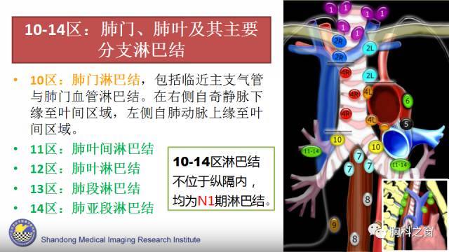 【PPT】胸内(纵膈)淋巴结分区速记