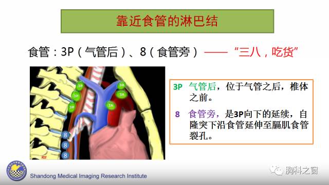 【PPT】胸内(纵膈)淋巴结分区速记