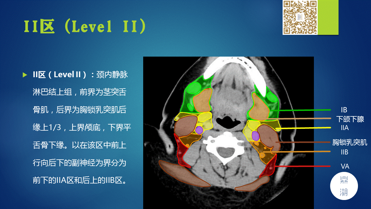 【PPT】颈部淋巴结分区
