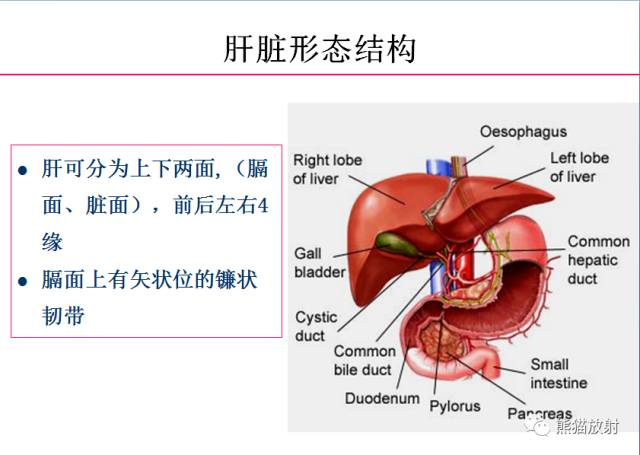 【解剖】上腹部CT断层 [双语]（肝脏解剖及肝段分布、腹部淋巴结分布）