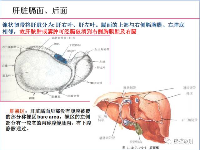【解剖】上腹部CT断层 [双语]（肝脏解剖及肝段分布、腹部淋巴结分布）