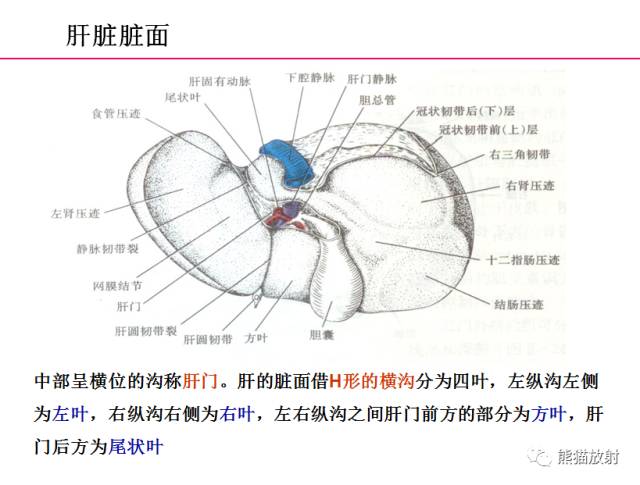 【解剖】上腹部CT断层 [双语]（肝脏解剖及肝段分布、腹部淋巴结分布）