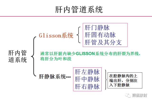 【解剖】上腹部CT断层 [双语]（肝脏解剖及肝段分布、腹部淋巴结分布）