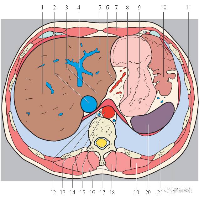 【解剖】上腹部CT断层 [双语]（肝脏解剖及肝段分布、腹部淋巴结分布）