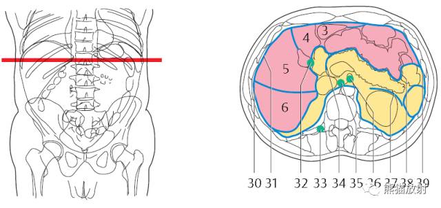 【解剖】上腹部CT断层 [双语]（肝脏解剖及肝段分布、腹部淋巴结分布）