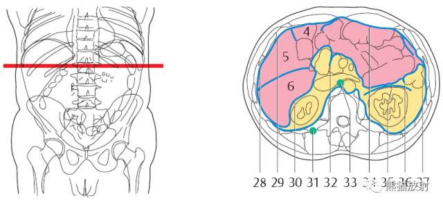 【解剖】上腹部CT断层 [双语]（肝脏解剖及肝段分布、腹部淋巴结分布）