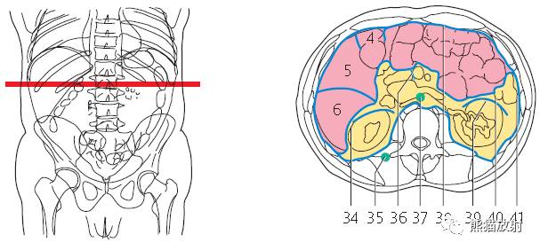 【解剖】上腹部CT断层 [双语]（肝脏解剖及肝段分布、腹部淋巴结分布）