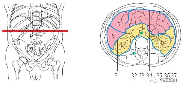 【解剖】上腹部CT断层 [双语]（肝脏解剖及肝段分布、腹部淋巴结分布）
