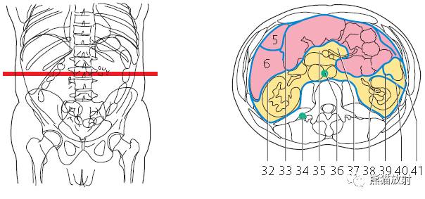 【解剖】上腹部CT断层 [双语]（肝脏解剖及肝段分布、腹部淋巴结分布）