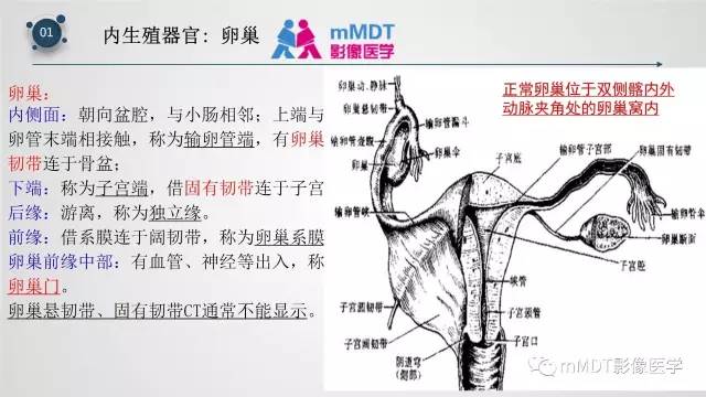 【PPT】子宫附件影像解剖