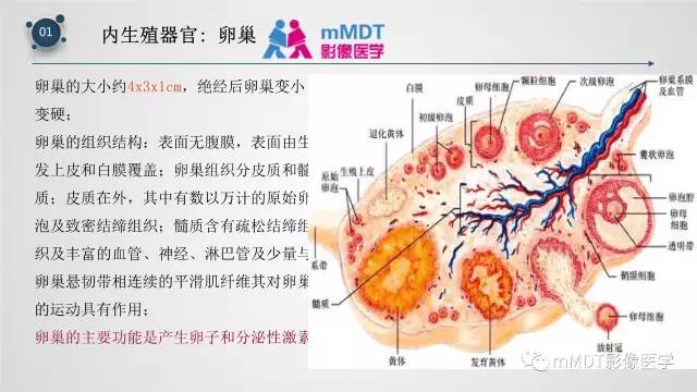 【PPT】子宫附件影像解剖