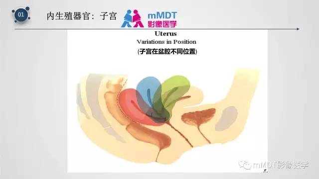 【PPT】子宫附件影像解剖