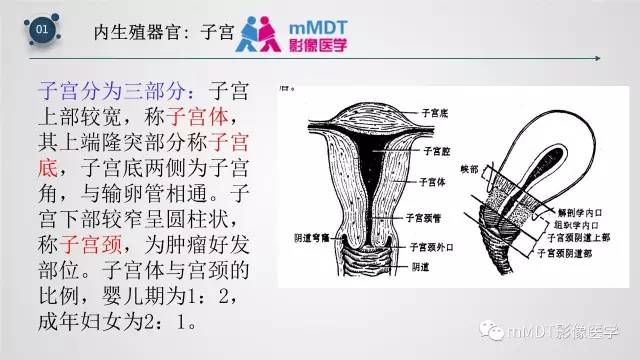 【PPT】子宫附件影像解剖